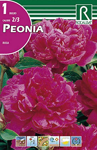 Bulbo de peonia (bolsa litografiada) (Rojo)