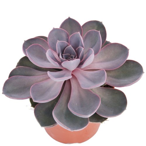 Echeveria pearl of Nuremberg - big plant in a 12cm pot