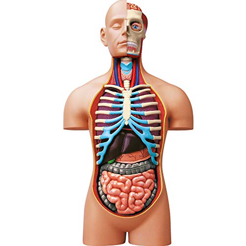 ExPLORA 546080 - Anatomía del Torso Humano - Modelo Realista de 54 Piezas - 40 cm - Torso + Elementos Desmontables + Base - Kit de Descubrimiento - para 8 años