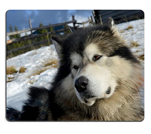 MSD caucho Natural alfombrilla para ratón imagen ID: 34857283 el perro Alascan o Malamute de esquimal está situado contra el invierno background