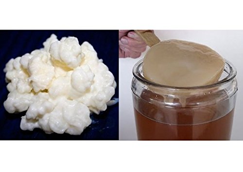 Pack 40g de Hongo de Kéfir de Leche + Disco SCOBY Kombucha + Instrucciones + Recetas + Ayuda y Asesoramiento en español - KEFIRALIA®