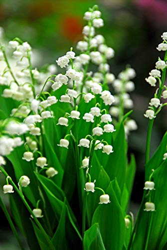 BULBOS DE FLORES para una floración de primavera/verano/otoño (10, Raíces de Lirio de los Valles - Convallaria majalis)