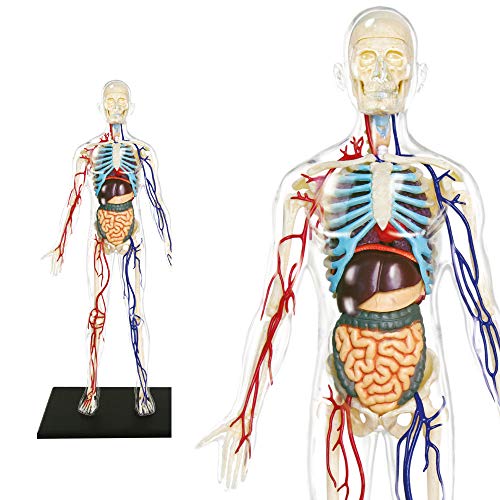 ExPLORA 546070 - Anatomía del Esqueleto Humano Transparente - Modelo Realista de 60 Piezas - 28 cm - Esqueleto + Elementos Desmontables + Base - Kit de Descubrimiento - para Partir de 8 años
