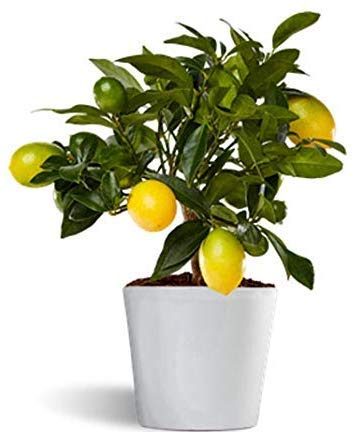 Lakeland o limonella - limonero enano de interior - planta viva - maceta cerámica 12cm