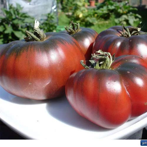 Tomate ''Black Krim'' 25 x Semillas de Portugal, 100% Cultivo Natural, Ideal para Ensaladas y Aperitivos