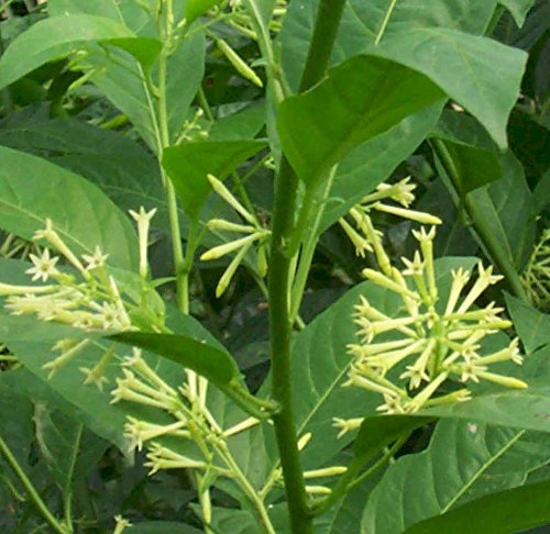 Dama de Noche, Cestrum nocturnum, Galán de Noche. PORTES GRATIS