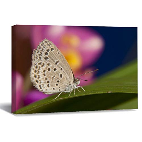 Thailand, Khon Kaen, The Pale Grass Blue Canvas Picture Painting Artwork Wall Art Poto Framed Canvas Prints for Bedroom Living Room Home Decoration, Ready to Hanging 8"x12"