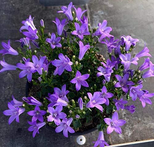 Campanula Pack 6 Plantas -Planta Ornamental- Planta Natural - Campanillas - Flores de Jardin 13cm ø - Vipar Garden 13