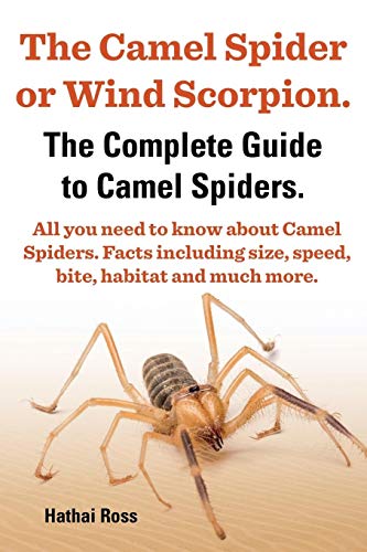 The Camel Spider or Wind Scorpion. the Complete Guide to Camel Spiders. All You Need to Know about Camel Spiders. Facts Including Size, Speed, Bite an