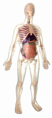 KIT ANATOMIA 56 CM - Edu-Toys