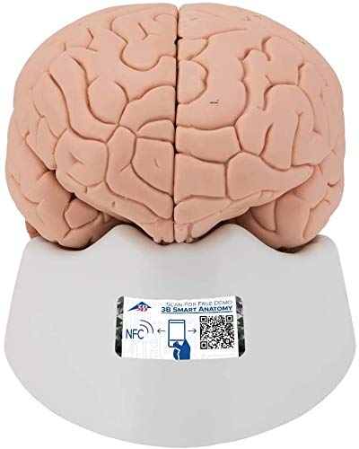 3B Scientific C15/1 Modelo de anatomía humana Encéfalo Económico, desmontable En 2 Piezas + software de anatomía gratuito - 3B Smart Anatomy