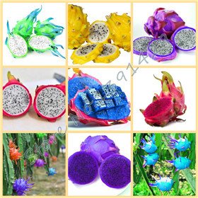 50pcs / bag raras 9 tipos de semillas de pitaya, muy bonito semillas de frutas dragón semillas de frutas mezcla