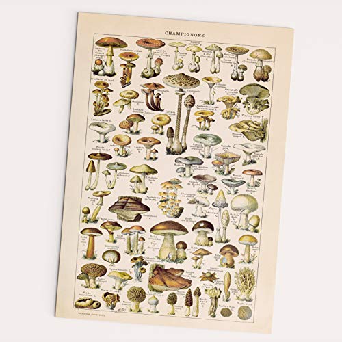 Follygraph Póster de Champignons, diseño vintage de setas, bosque y plantas