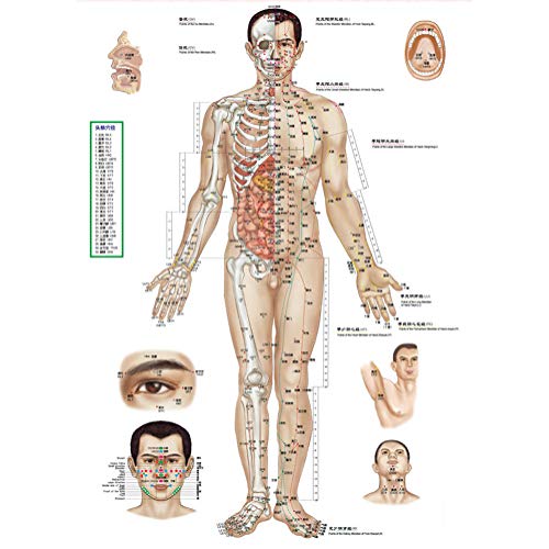 SUAI Versión En Inglés-Chino del Mapa De Meridianos De Acupuntura para Acupunturistas Y Masajes para Ayudarlo A Aprender Rápidamente