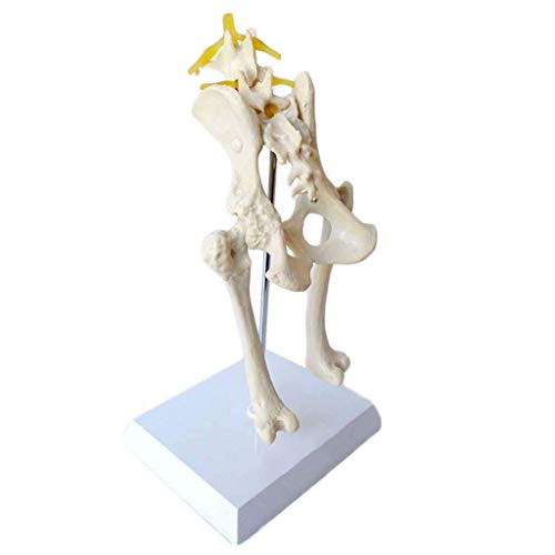 BBYT Perro Canina Cadera Articulación Esqueleto Modelo Anatómico Anatomía Nervio de la Pierna Articulación Muestra Veterinaria Biología Médico Animal Enseñando Demostración Modelo