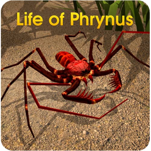 Life of Phrynus - Whip Spider