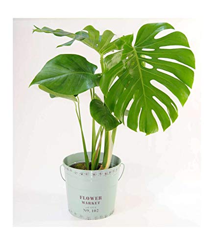 Monstera Deliciosa Natural - ENTREGA EN 24H con DEDICATORIA PERSONALIZADA - Planta Monstera a Domicilio - Envíos Gratis