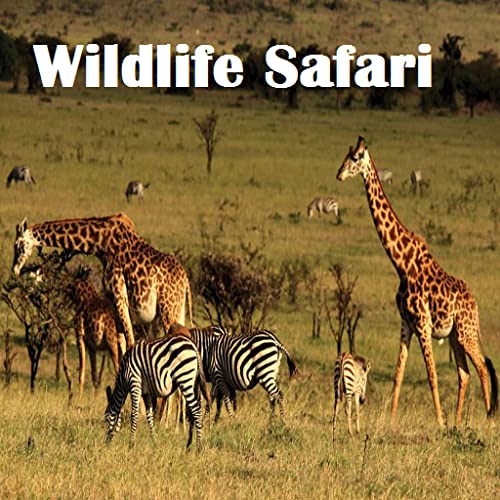 Wildlife Safari