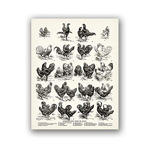 YQQICC Razas de aves de corral Impresión Tipo de gallina Póster de lienzo Decoración de granja Cabaña Arte de la pared Rancho Agricultura Regalo Pollo Pintura Mural-50x70cm Sin marco