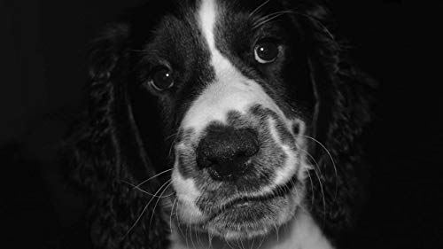 Zay Luay Adult Jigsaw Puzzle 1000 Pieza Puzzle De Madera Blanco Y Negro Springer Spaniel Grandes Vacaciones Ocio Familia Juegos Interactivos 75x50cm Rompecabezas de Piezas