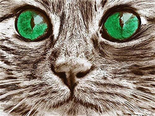 NC88 DIY Pintura Digital DIY Pintura al óleo Digital Mural decoración del hogar Pintura acrílica Gato con Ojos Verdes 40X50 cm cm