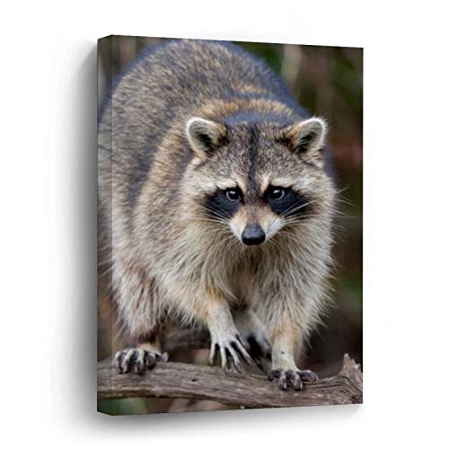 Raccoon, Procyon Lotor, Florida, USA Canvas Picture Painting Artwork Wall Art Poto Framed Canvas Prints for Bedroom Living Room Home Decoration, Ready to Hanging 8"x12"