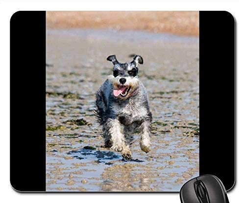 Yanteng Alfombrillas para ratón - Schnauzer Schnauzer Miniatura Perro Corriendo Feliz