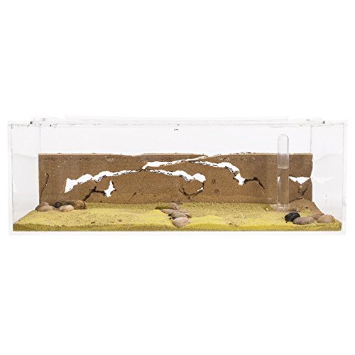 AntHouse - Hormiguero Natural de Arena - Kit Inicio Big Acrílico 30x15x10 cm (Hormigas Gratis)