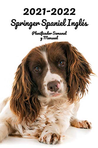 2021-2022 Springer Spaniel Inglés Planificador Semanal y Mensual: 152 Páginas | Tamaño A5 | 26 Meses | Una semana por página | Planificador | Perro | En Español | Diario de bolsillo