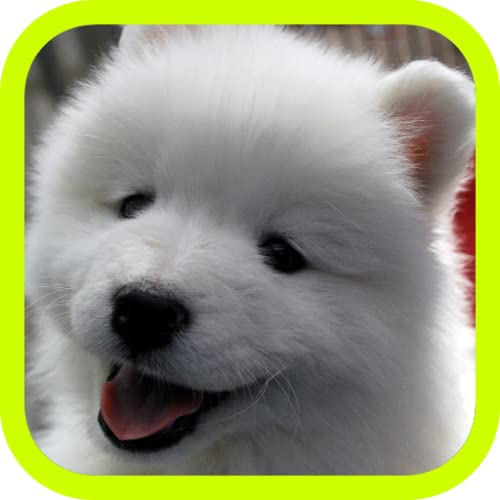 Cute Puppies!!! Adorable Puppy Pics and Wallpaper Pictures! Best Collection of FREE Pics with 3d Little Dogs in the World! A Great Pro Games App for Kids & Adults!