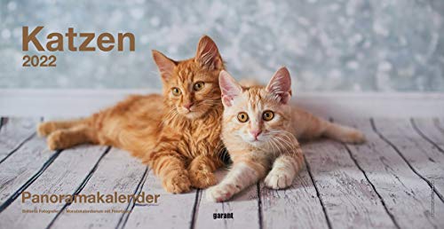 Panoramakalender Katzen 2022