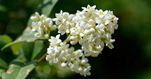 15 Semillas de Aligustre (Ligustrum Lucidum)