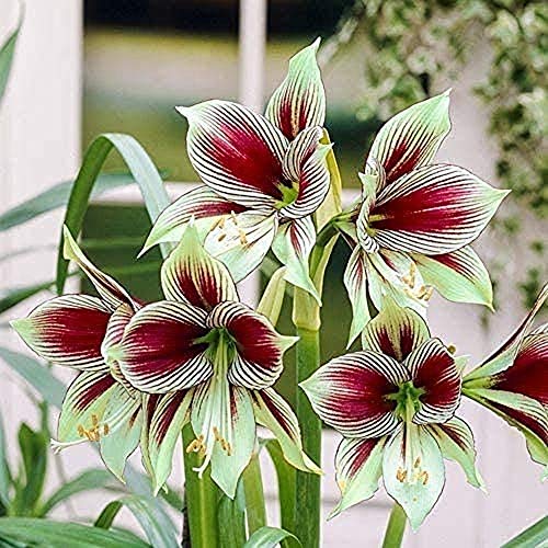 2Pcs Amarilis Bulbos Especies Raras Papilio Mariposa Hippeastrum Bulbo Flores Exquisito Regalo De Jardinería Balcón Jardín Raíces Fuertes Planta Lleno De Fragancia