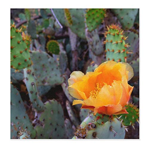 Alfombrillas de secado de platos para cocina, color naranja, opuntia, flor de cactus, de microfibra, ultra absorbente, escurridor de platos para encimera, resistente al calor, 71 x 71 cm