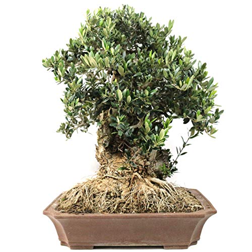 Bloom Green Co. ¡Promoción! 20 Unids Raro Olivo Bonsai de Olivo (Olea Europaea) Mini Planta de Ãrbol Para Jardín en Casa, Macetas Exóticas Macetas: 5