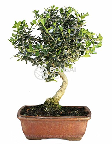 Bonsai - Acebuche, 7 Años (Bonsai Sei - Olea Europaea Sylvestris)