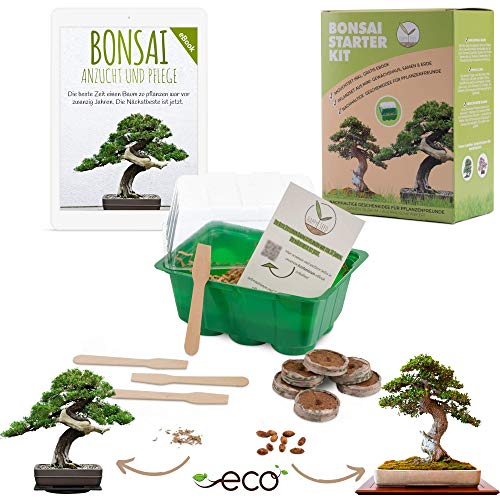 Bonsai Kit incl. eBook GRATUITO - Set de plantas con mini invernadero, semillas y suelo - idea de regalo sostenible para los amantes de las plantas (Semillas: Olivo + Pino Australiano)