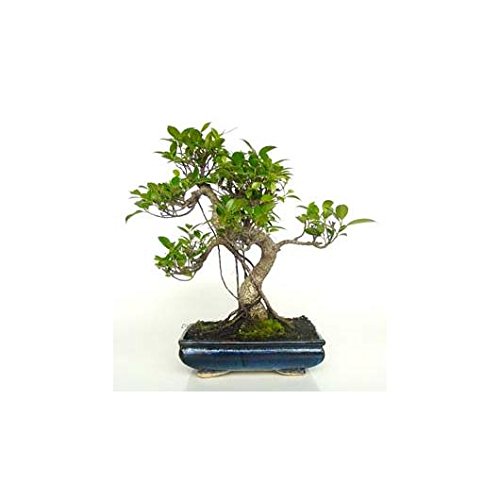 Ficus retusa 10 años