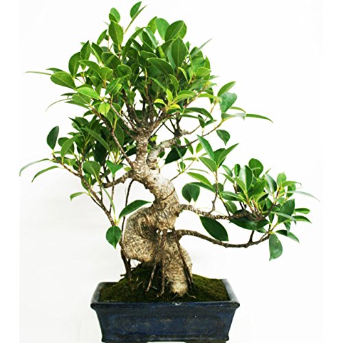 Ficus retusa 8 años