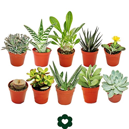 Lote de 10 plantas suculentas diferentes en macetas de 5,5 cm