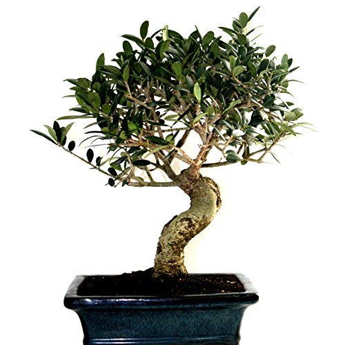 Olea europaea 8 años OLIVO