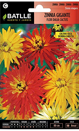 Semillas de Flores - Zinnia Gigante Flor de Cactus variada - Batlle