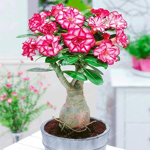 Bloom Green Co. Desert Rose Bonsai Flores en maceta Bonsai Adenium Obesum Planta de bonsai para interiores Mini Ã¡rbol en maceta para jardÃ­n en casa Planta 1 piezas: 2