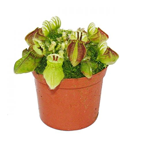 Carnivorous Plant - Mocassin Plant - Cephalotus Follicularis - 9cm Pot - Rarity