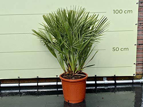 Palmera enana – 100/120 cm – dura invierno – chamaerops humilis