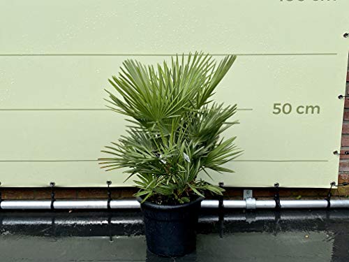 Palmera enano – 70/90 cm – invierno duro – Chamaerops Humilis