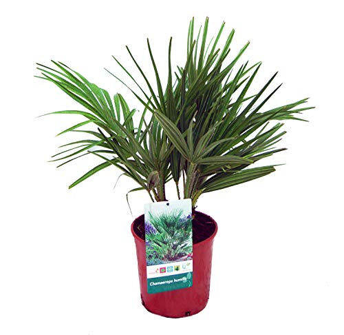 Planta de interior de Botanicly – Palmera Enana – Altura: 50 cm – Chamaerops Humilis