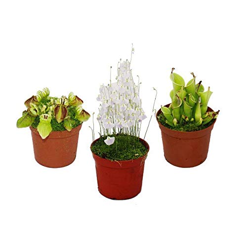 Set of rare carnivorous plants - 3 plants