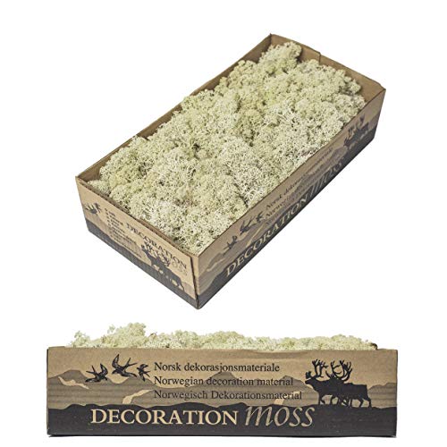 1 caja de musgo auténtico, musgo decorativo natural para manualidades en diferentes variedades frescas – DIY – musgo islandés, musgo de panel, musgo de bol (1 musgo islandés blanco)