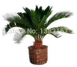 5 semillas / bolsa de semillas de la palmera de sagú del Cycas revoluta del envío libre de las semillas de Cycas revoluta, ver plantas tropicales